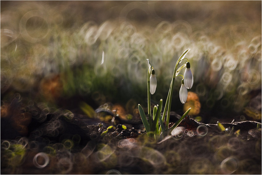 subtelności VII - оригинал