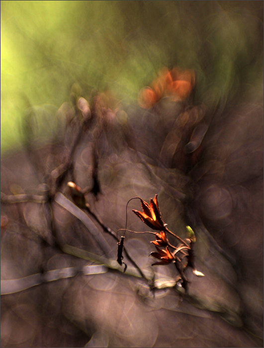 subtelności VIII - оригинал