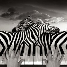 зебры-клавиши