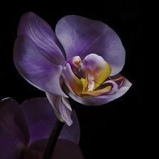 Схема вышивки «орхидея»