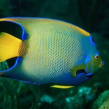 Схема вышивки «рыбка1»