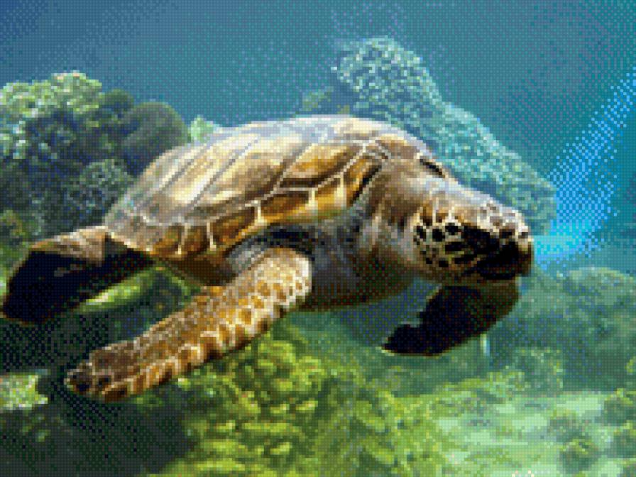 черепашка - предпросмотр