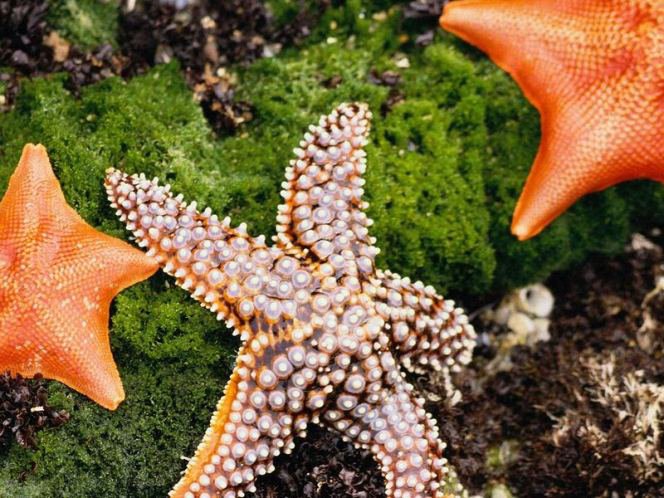 звездочки морские - оригинал