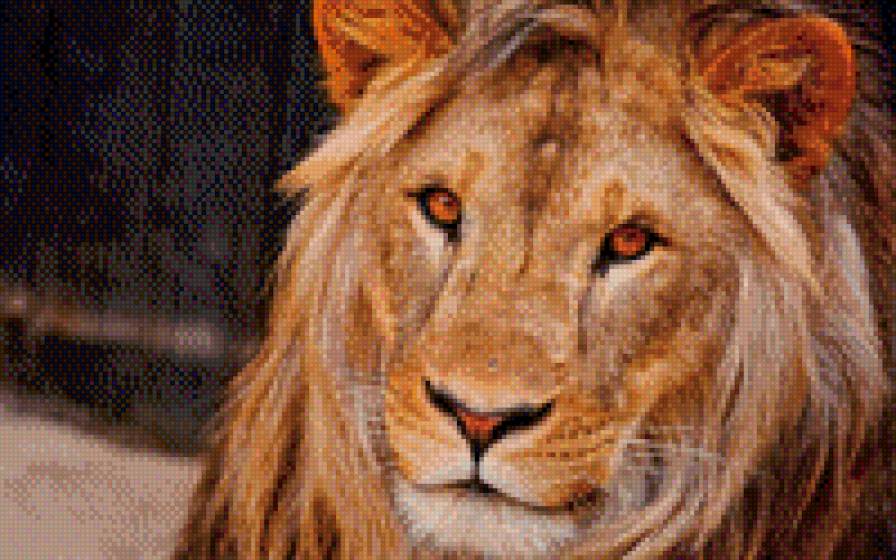 мордочка львиная - предпросмотр