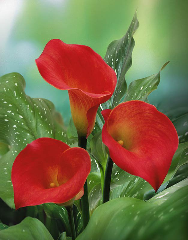 калла - цветы - оригинал