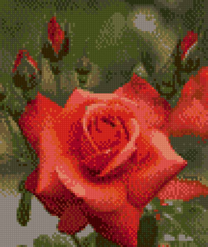 роза - цветы - предпросмотр