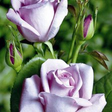 Схема вышивки «роза»