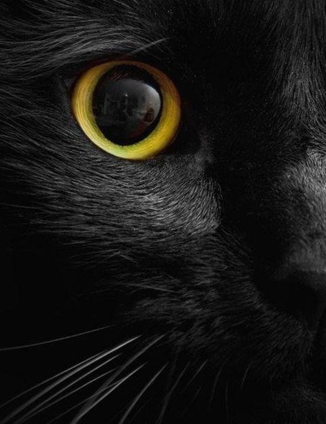 Тайная - кошка, глаз, черный - оригинал