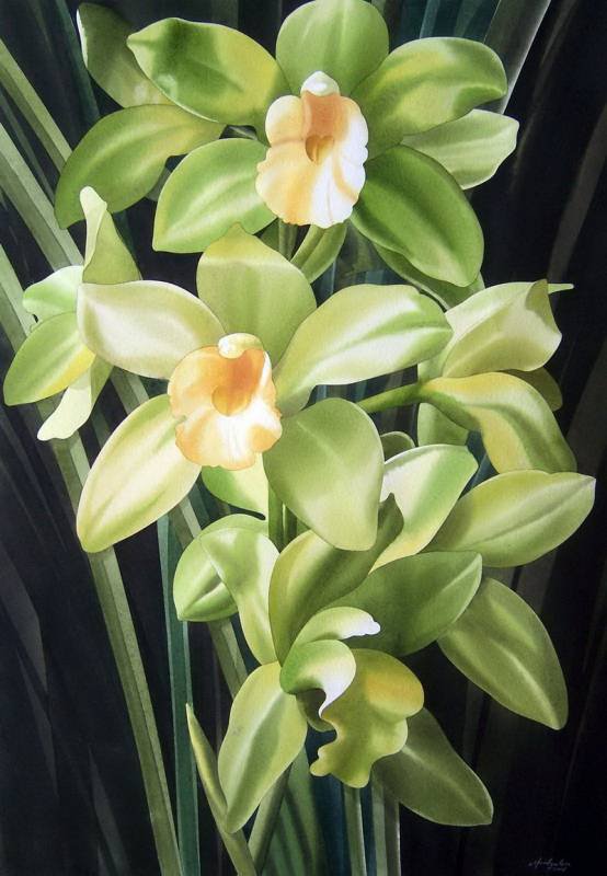 орхидеи - орхидеи, цветы - оригинал