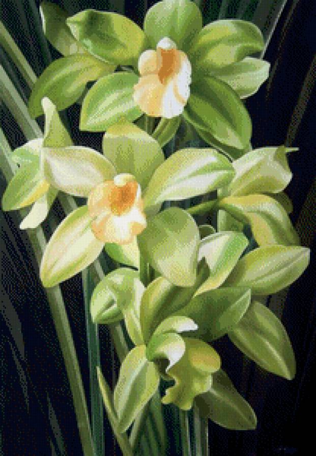 орхидеи - цветы, орхидеи - предпросмотр