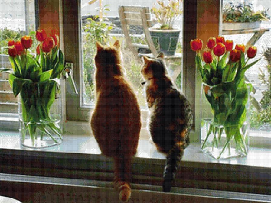 смотри и учись - коты, котики - предпросмотр