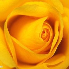 Схема вышивки «роза»