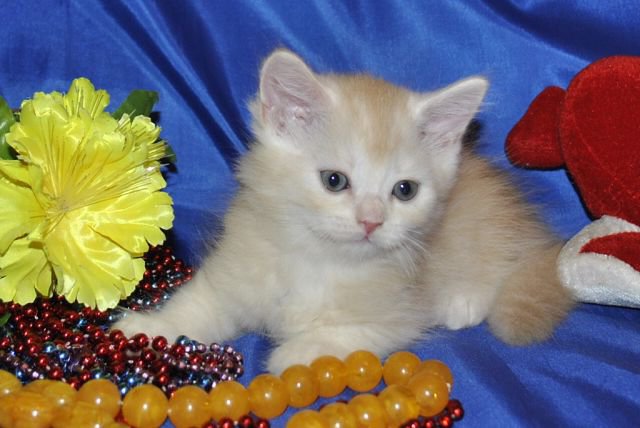 котенок - кошки, животные - оригинал