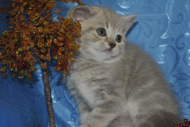 котенок - животные, кошки - оригинал