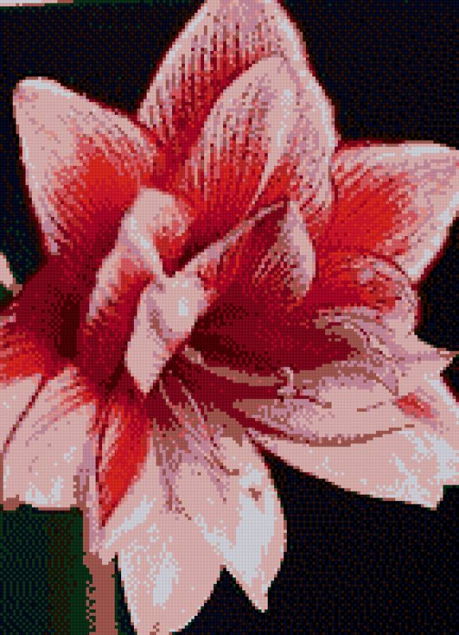 цветок - предпросмотр