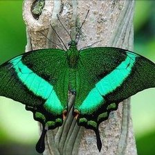 Схема вышивки «бабочка»