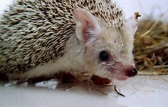 Ёзык - оригинал