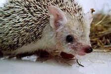 Схема вышивки «Ёзык»