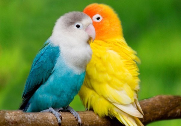 парочка - оригинал