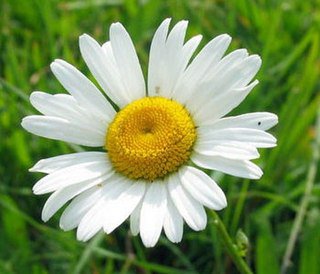 погадаем? - оригинал