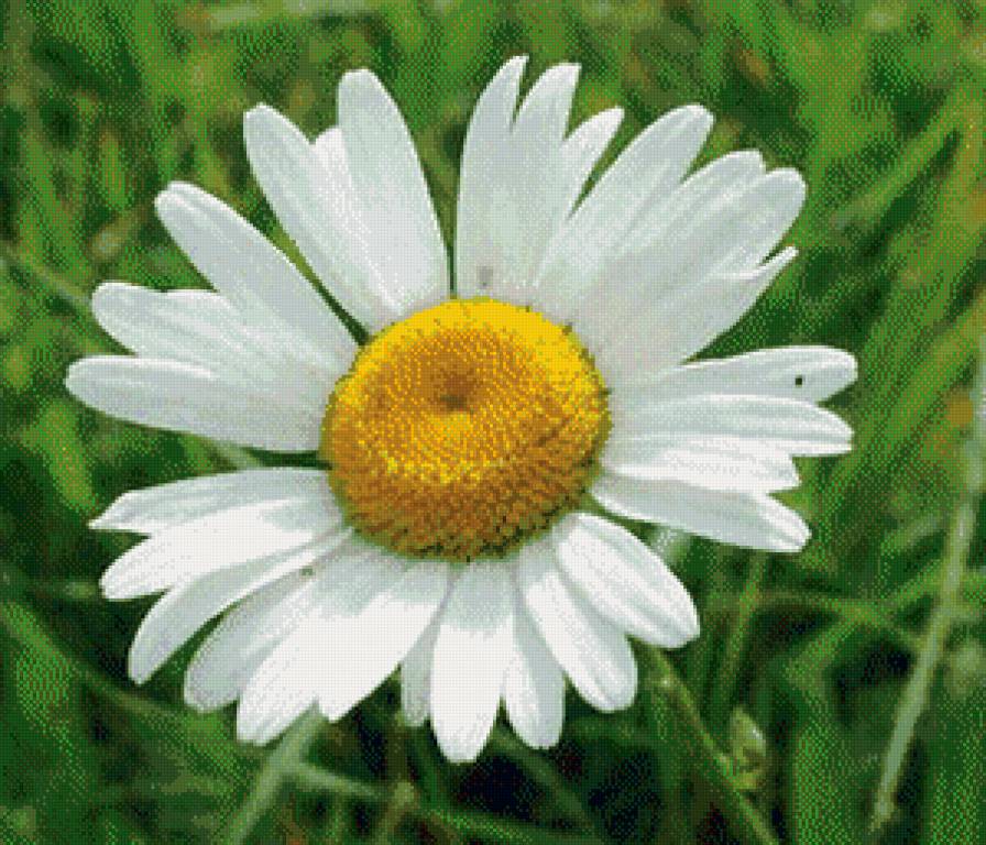 Любит? - предпросмотр