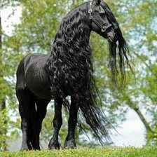 Схема вышивки «ВОРОНОЙ»