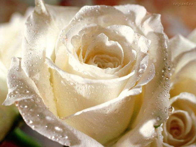 белая роза - белая роза - оригинал