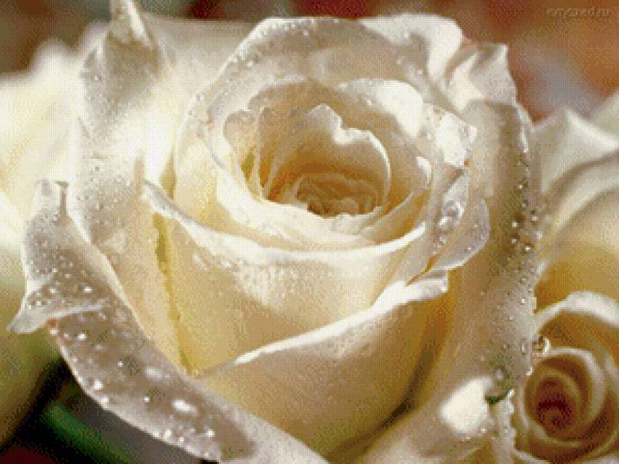 белая роза - белая роза - предпросмотр