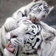 тигриная семья