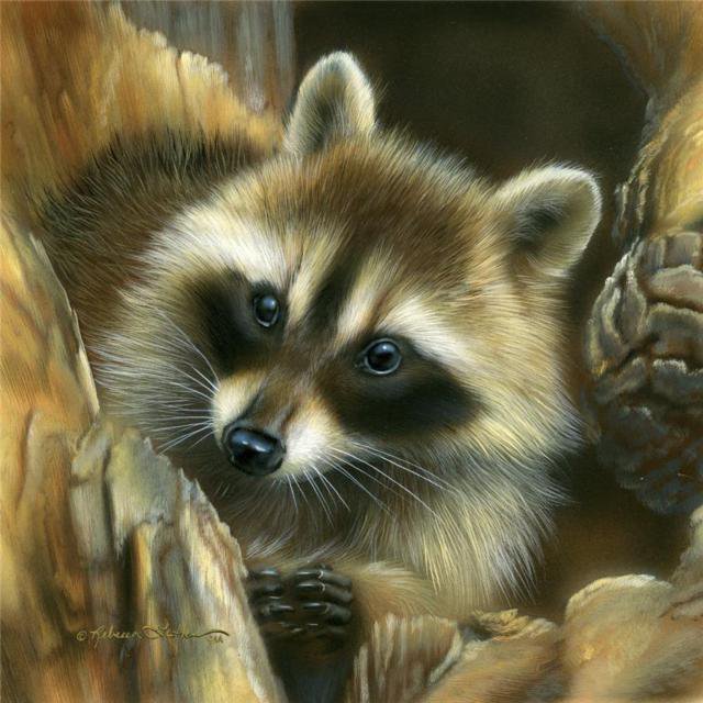 енот - енот - оригинал