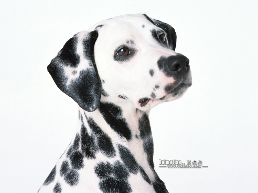 долматин - оригинал