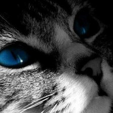 Схема вышивки «Котейка»