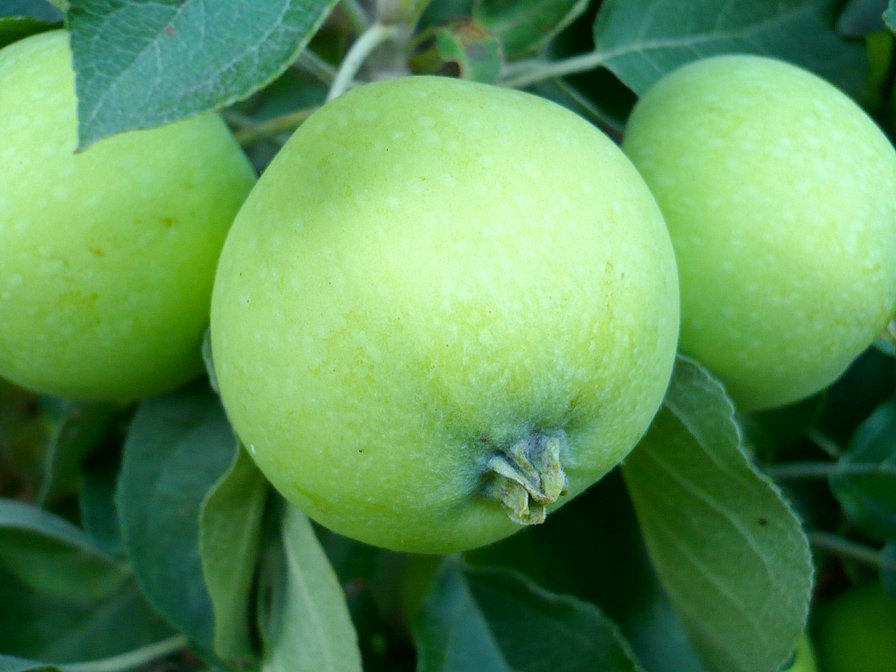 яблоко - фрукты - оригинал