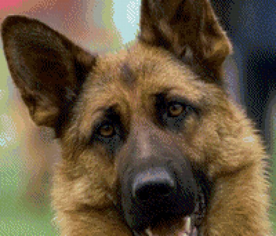 овчарка - предпросмотр