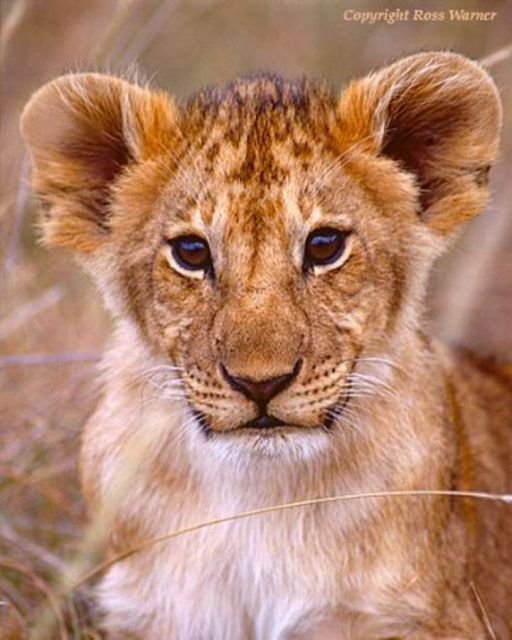 лева - оригинал