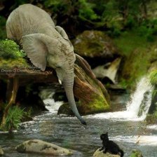 серия ,,живности