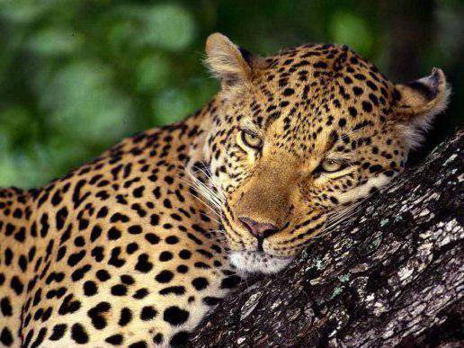 Леопард - оригинал