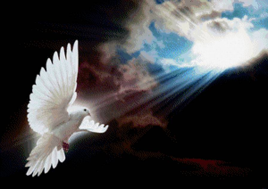 Белый голубь - голубь, птицы - предпросмотр