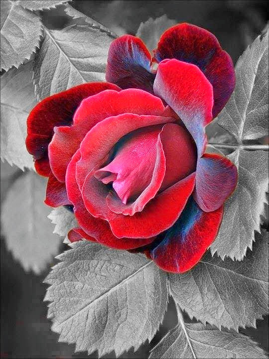 Алая роза - алый, роза, цветок - оригинал