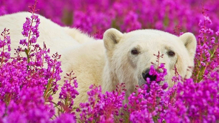 Белый мишка. - умка, цветы, белый медведь, весна - оригинал