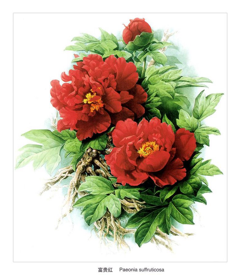 цветы(повторное) - цветы - оригинал