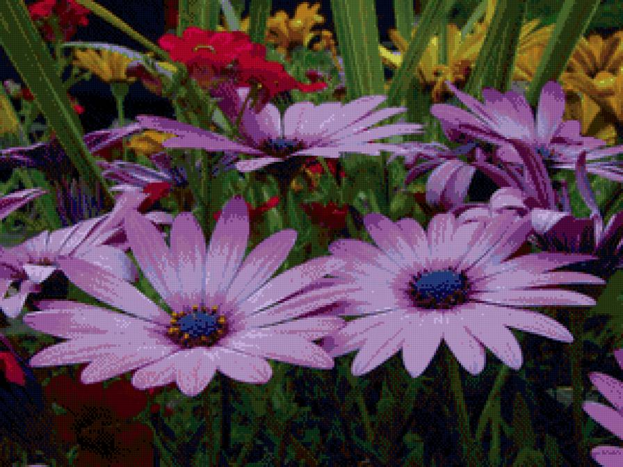 цветы - цветы - предпросмотр