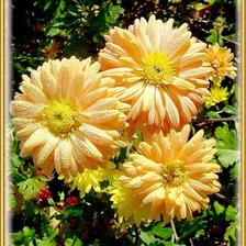 Схема вышивки «Цветы»