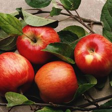 Схема вышивки «яблочки»