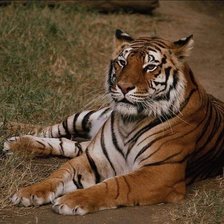 Схема вышивки «тигр»