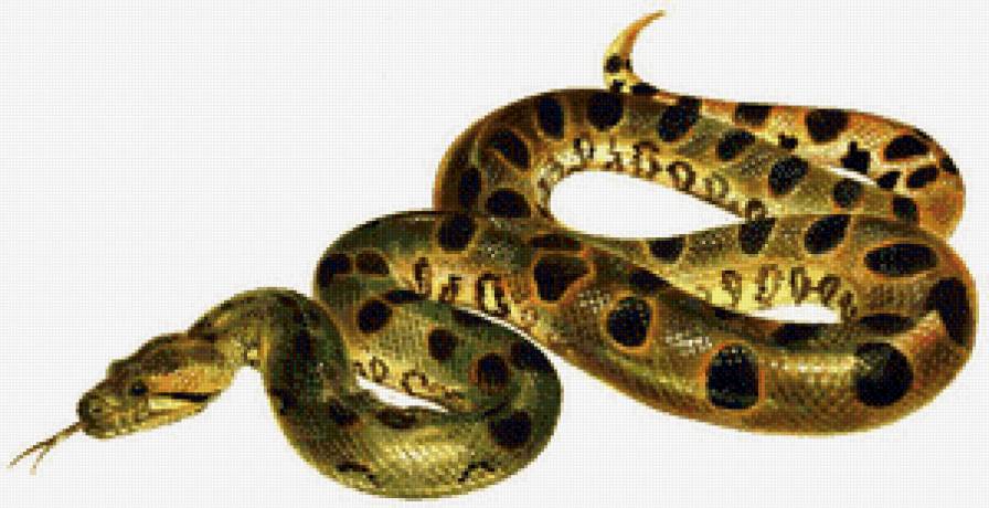 змей - предпросмотр