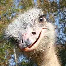 Схема вышивки «любопытный2»