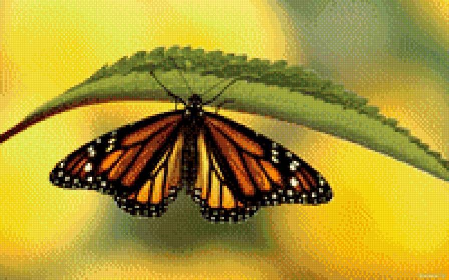 Бабочка - бабочки - предпросмотр