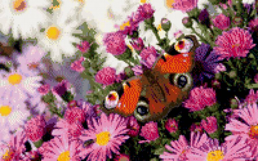 Бабочка - бабочки - предпросмотр