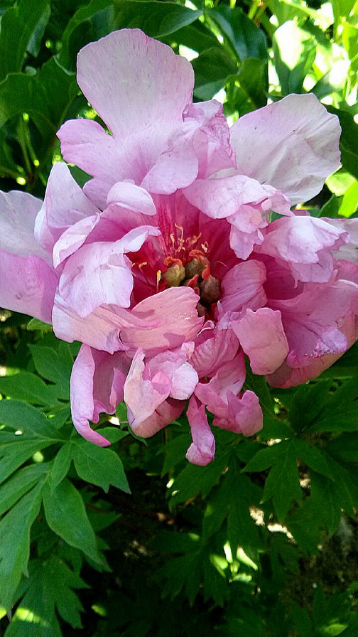 Фирст Эривал - пионы - оригинал